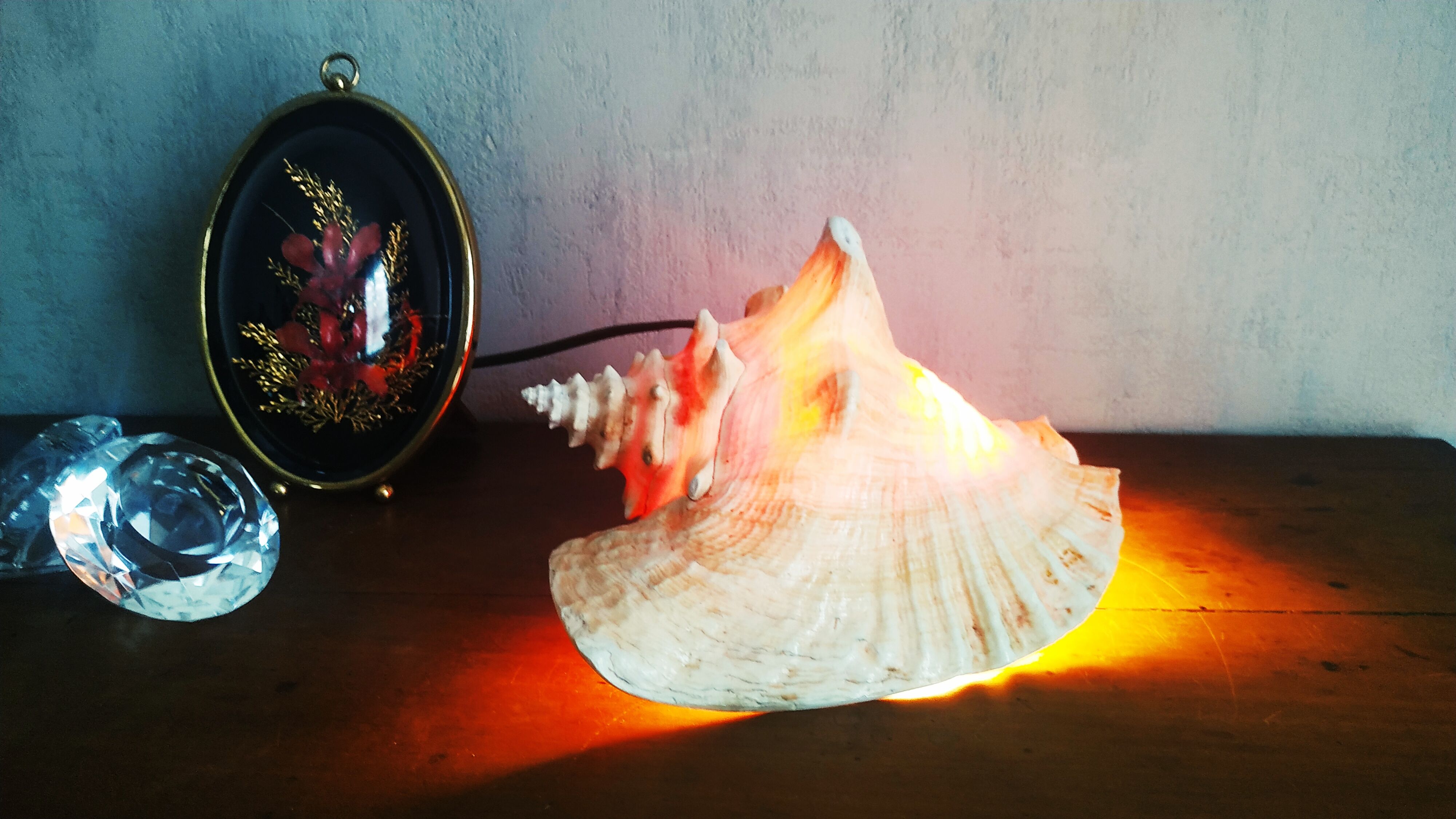 Natural seashell lamp