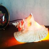 Natural seashell lamp
