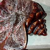 Vallauris shell dish