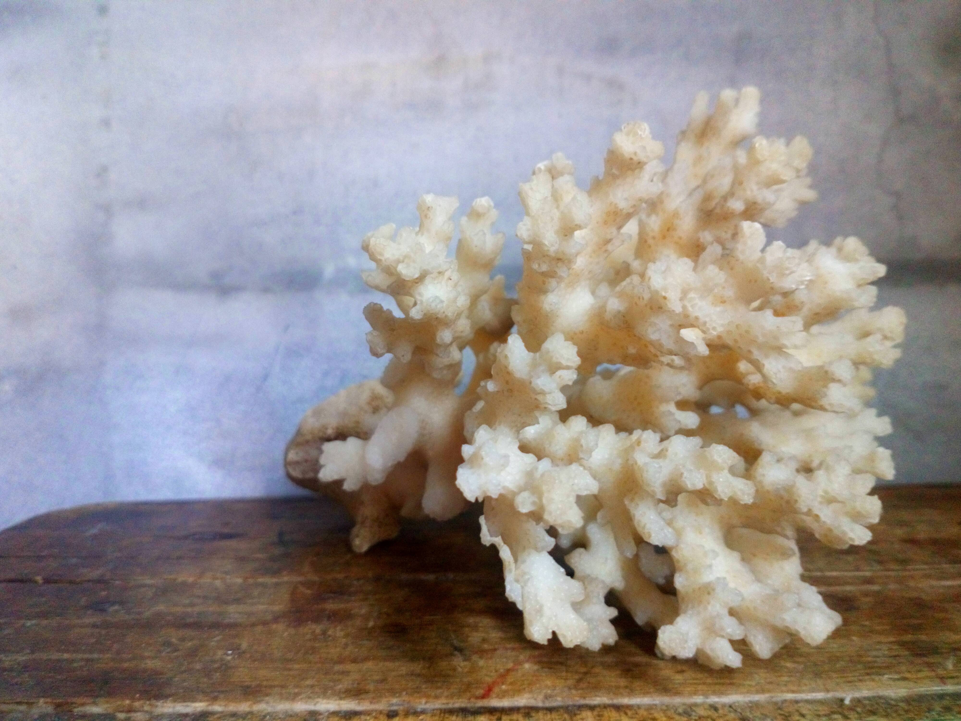 bouquet of ancient coral