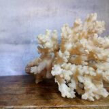 bouquet of ancient coral