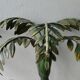 Pair of bamboo and palm sconces in metal