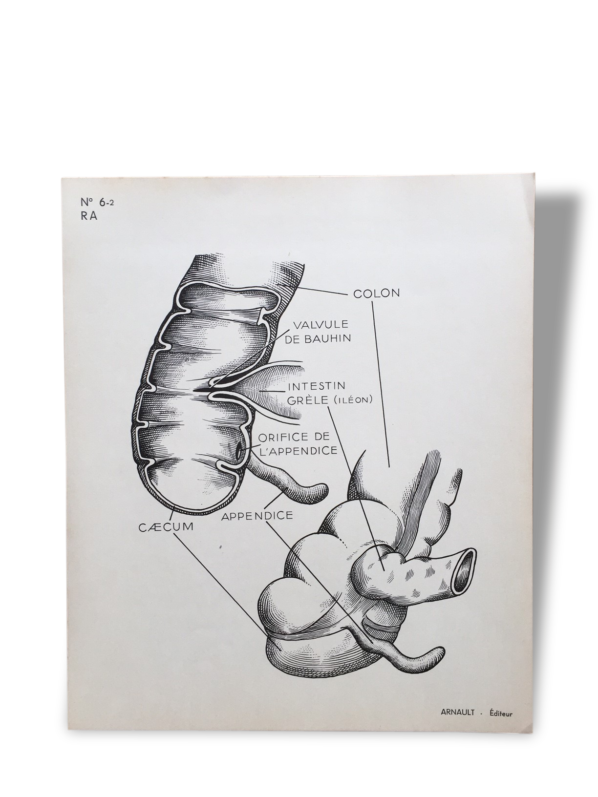 Illustration Anatomy human teaching Arnault Editor