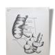 Illustration Anatomy human teaching Arnault Editor