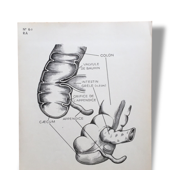 Illustration Anatomy human teaching Arnault Editor