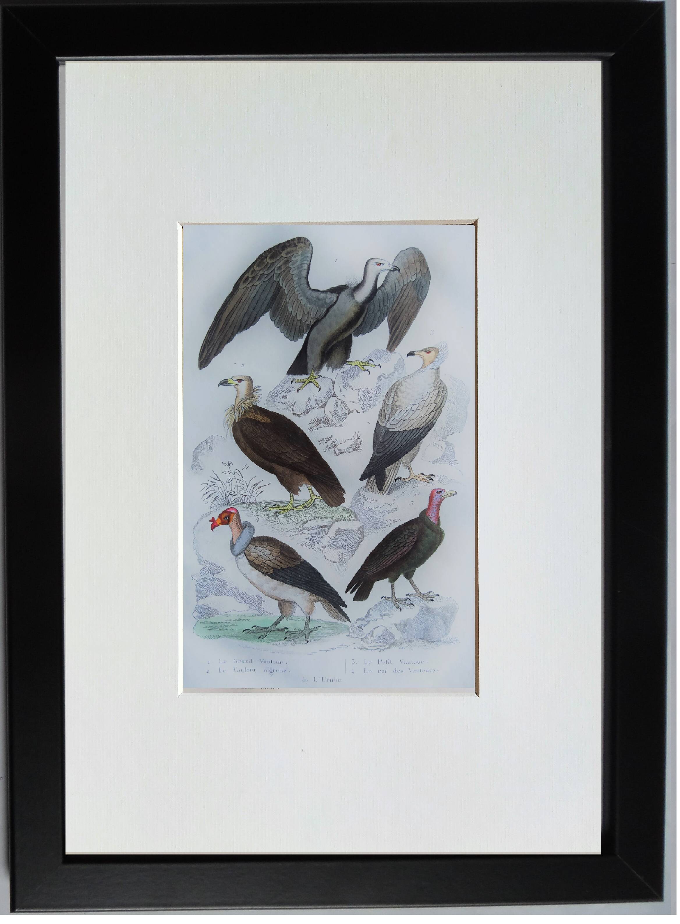 Planche Ornithologique originale " Vautour - Vautour Aigrette - &c.... " Buffon 1836