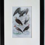 Original Ornithological plate " Vautour - Vautour Aigrette - &c.... " Buffon 1836