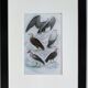 Planche Ornithologique originale " Vautour - Vautour Aigrette - &c.... " Buffon 1836