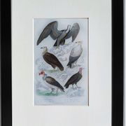 Original ornithological plate "Vulture - Egret Vulture - &c.... " Buffon 1836