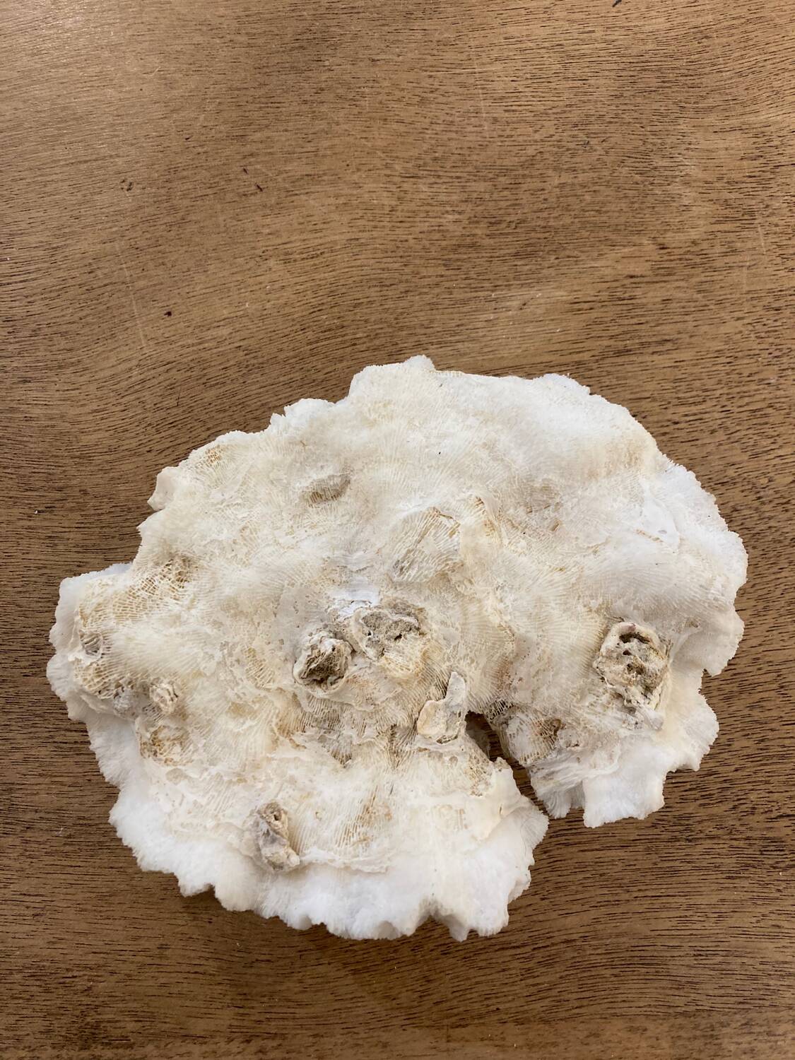 White coral 15cm