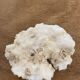 White coral 15cm