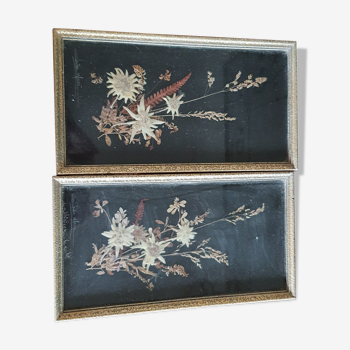 Lot of 2 frames - composition of edelweiss