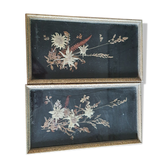 Lot of 2 frames - composition of edelweiss