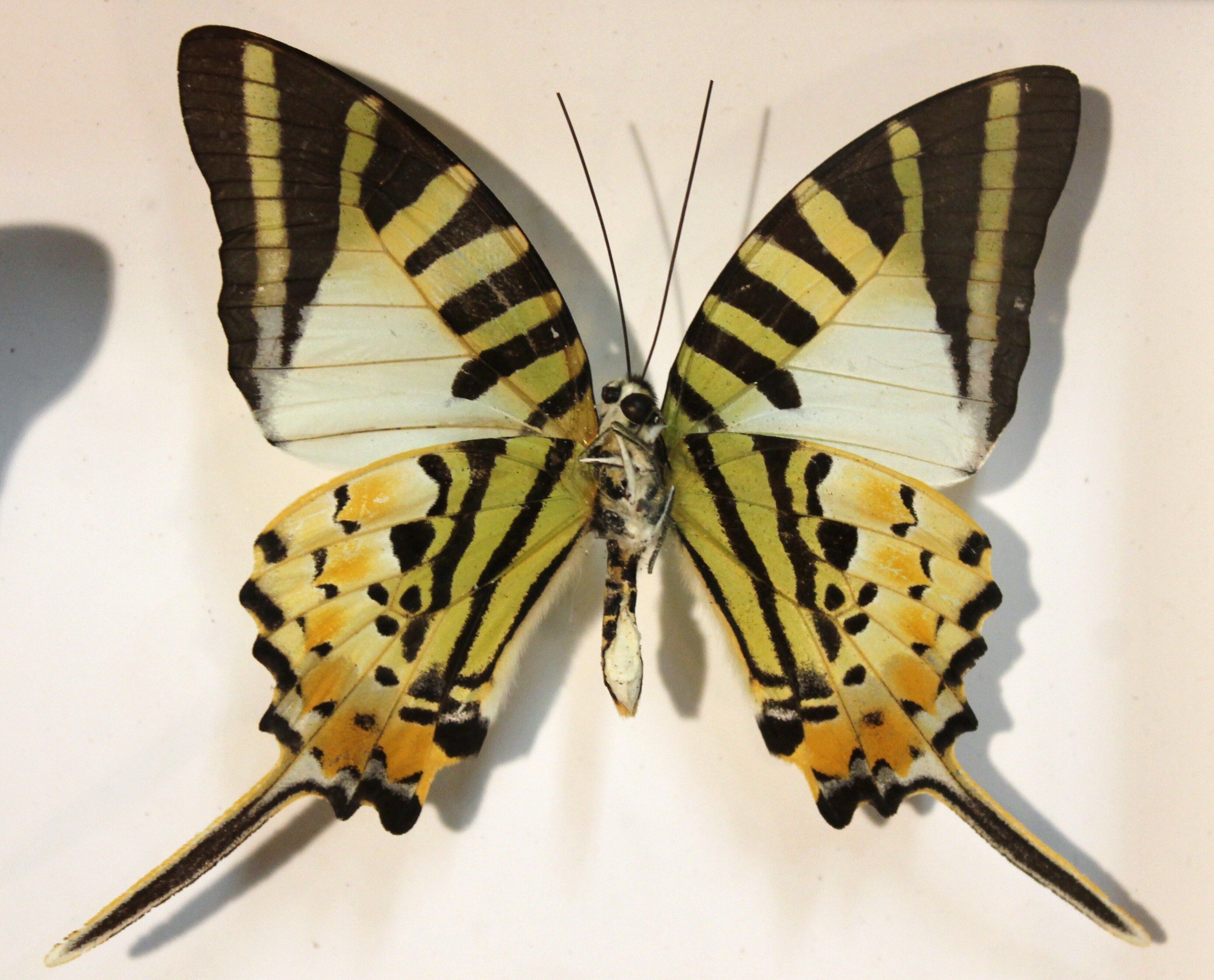 Framework set of 6 butterflies