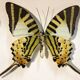 Framework set of 6 butterflies