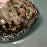 Ceramic set Arlette Roux Vallauris 1950s