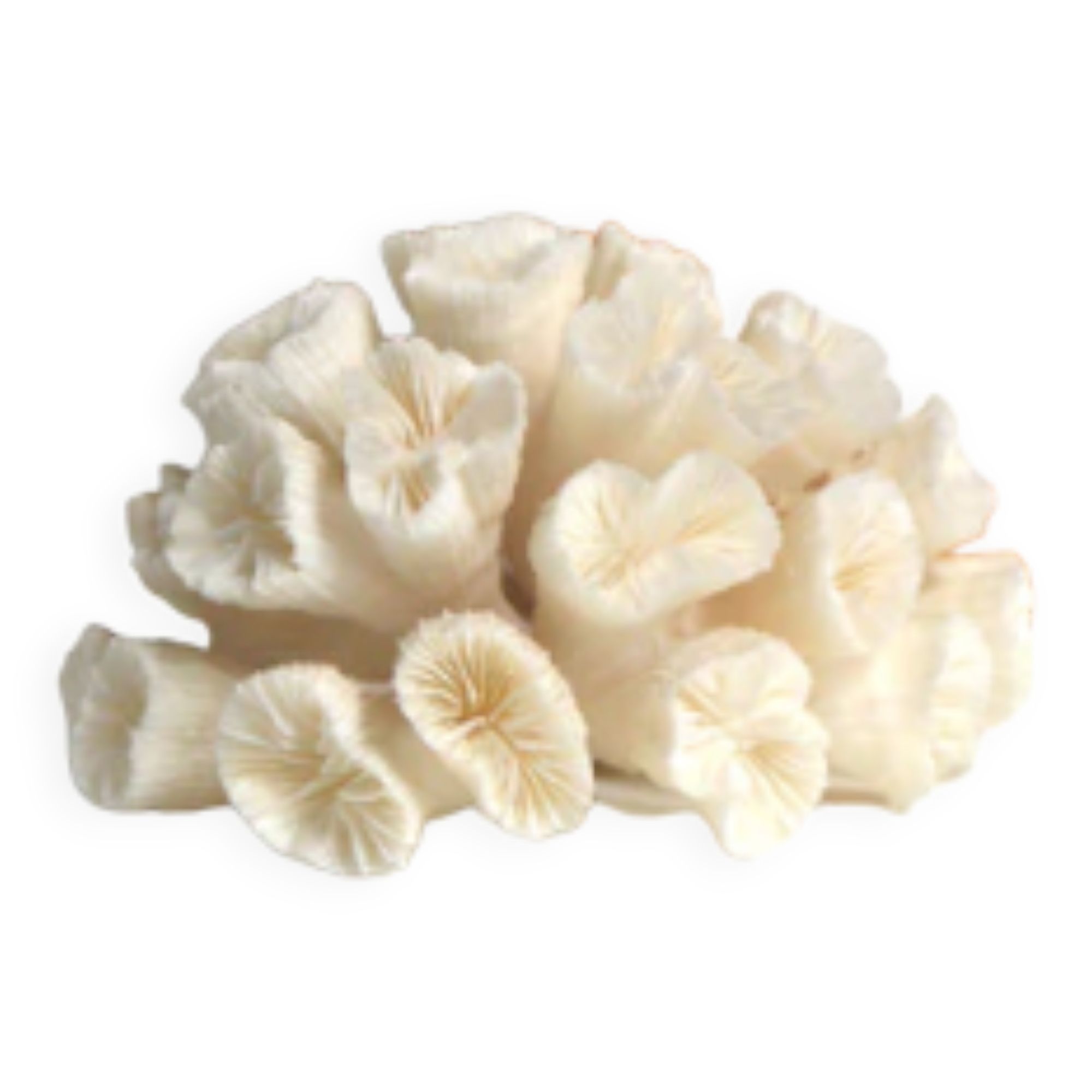White Coral
