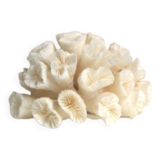 White Coral