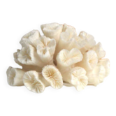 Corail Blanc
