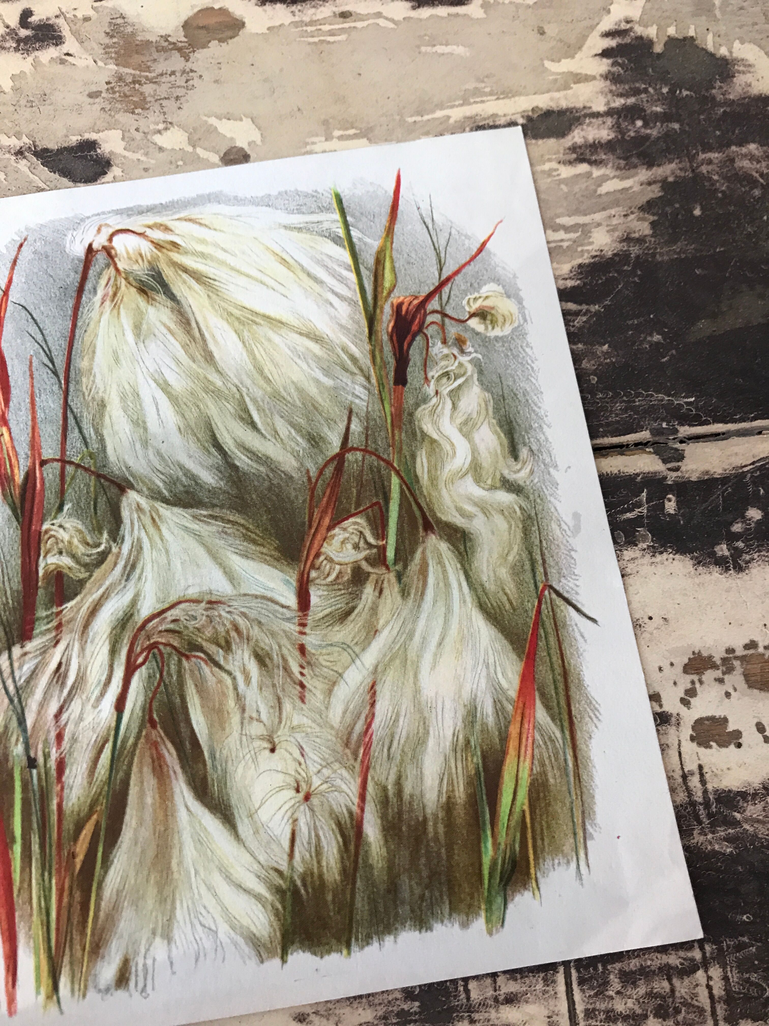 Illustration botanique ancienne