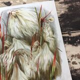 Ancient botanical illustration