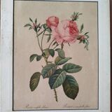 Lithograph Redouté rosa centifolia foliacea