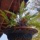 Hanging planter in glazed terracotta late nineteenth