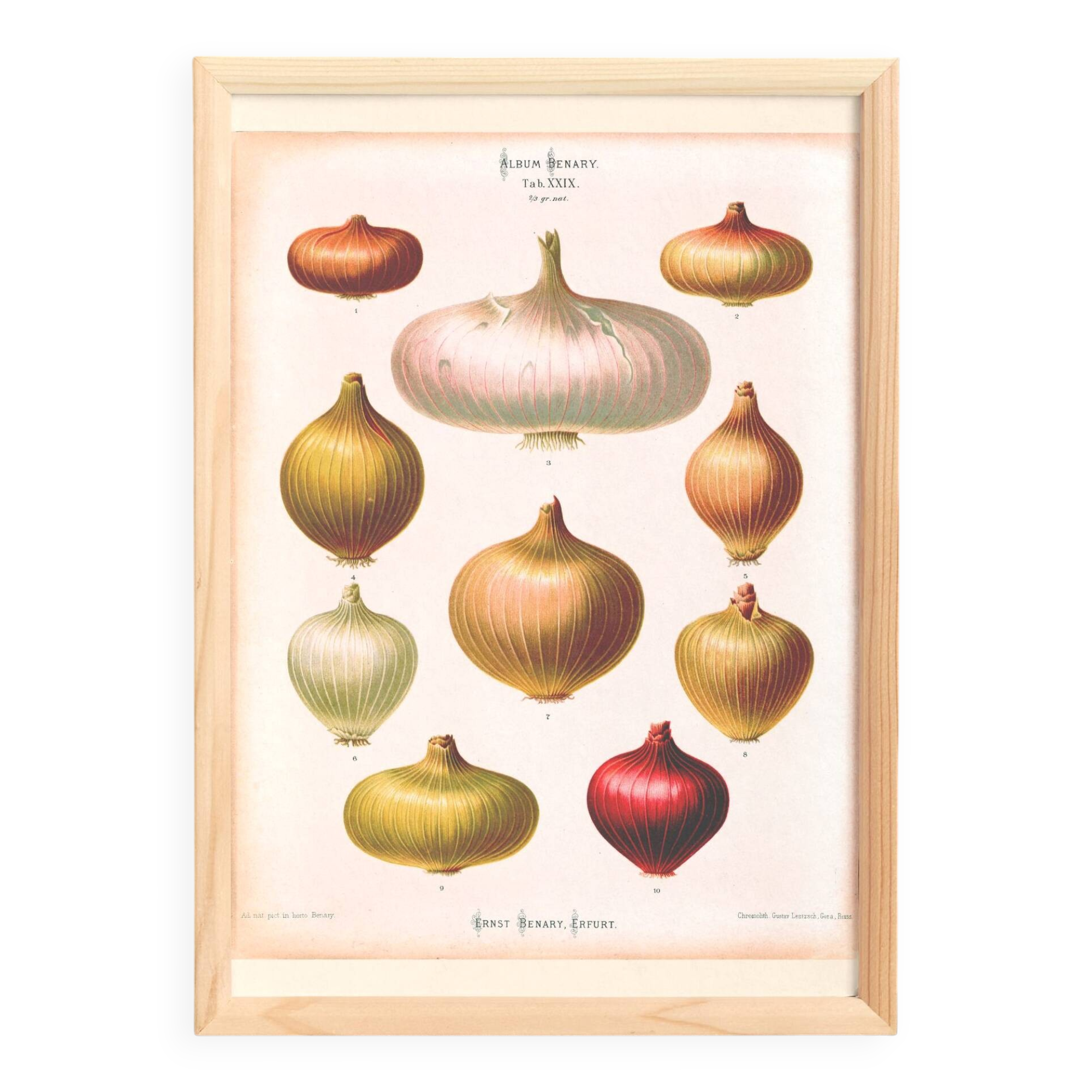 Poster about "onions", based on an old engraving from 1886.