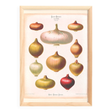Poster about "onions", based on an old engraving from 1886.