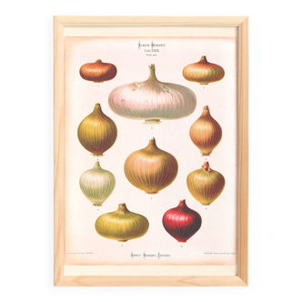 Poster about "onions", based on an old engraving from 1886.