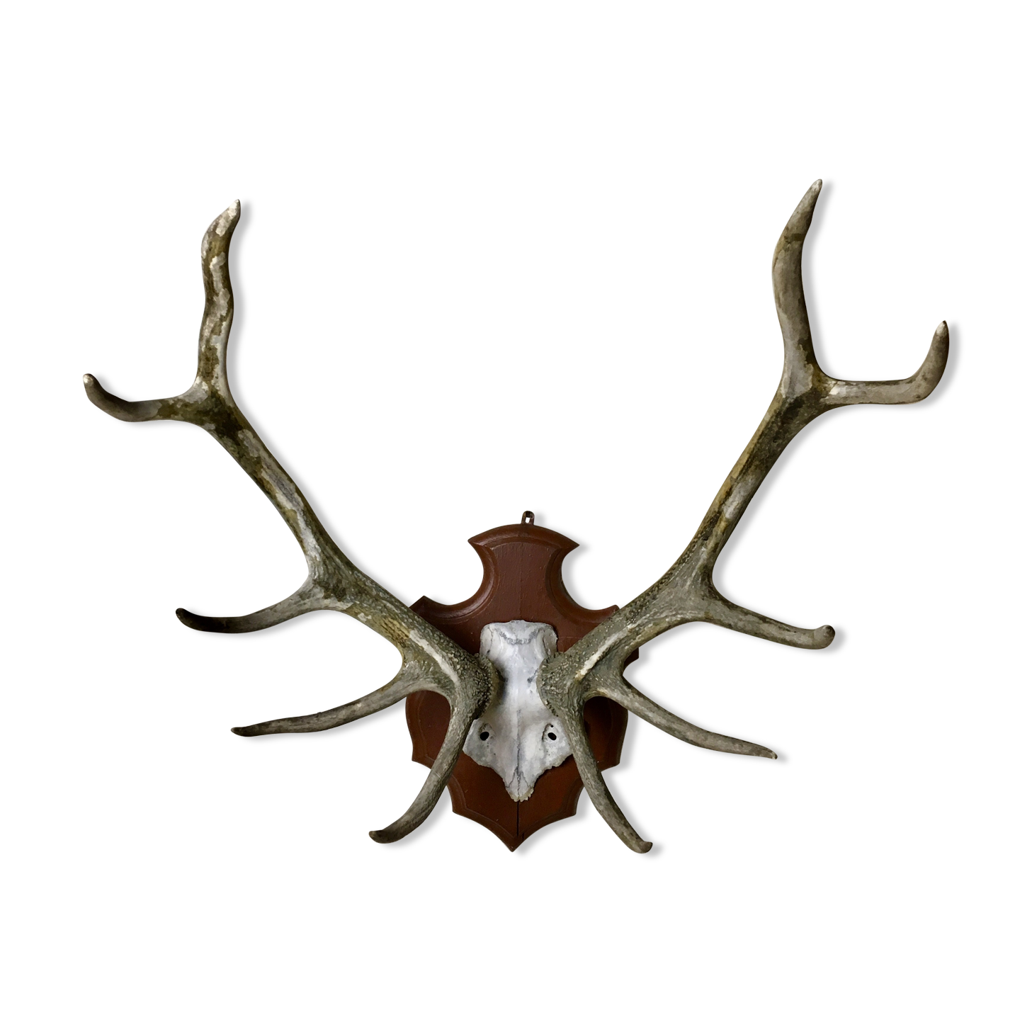 Massacre deer on wooden base