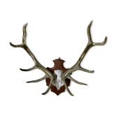 Massacre deer on wooden base