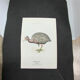 Planche naturaliste ancienne oiseaux gravure double face ouvrage 1908 G. Denise