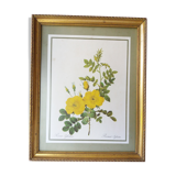 Table Board botanical "Rosa Eglanteria"