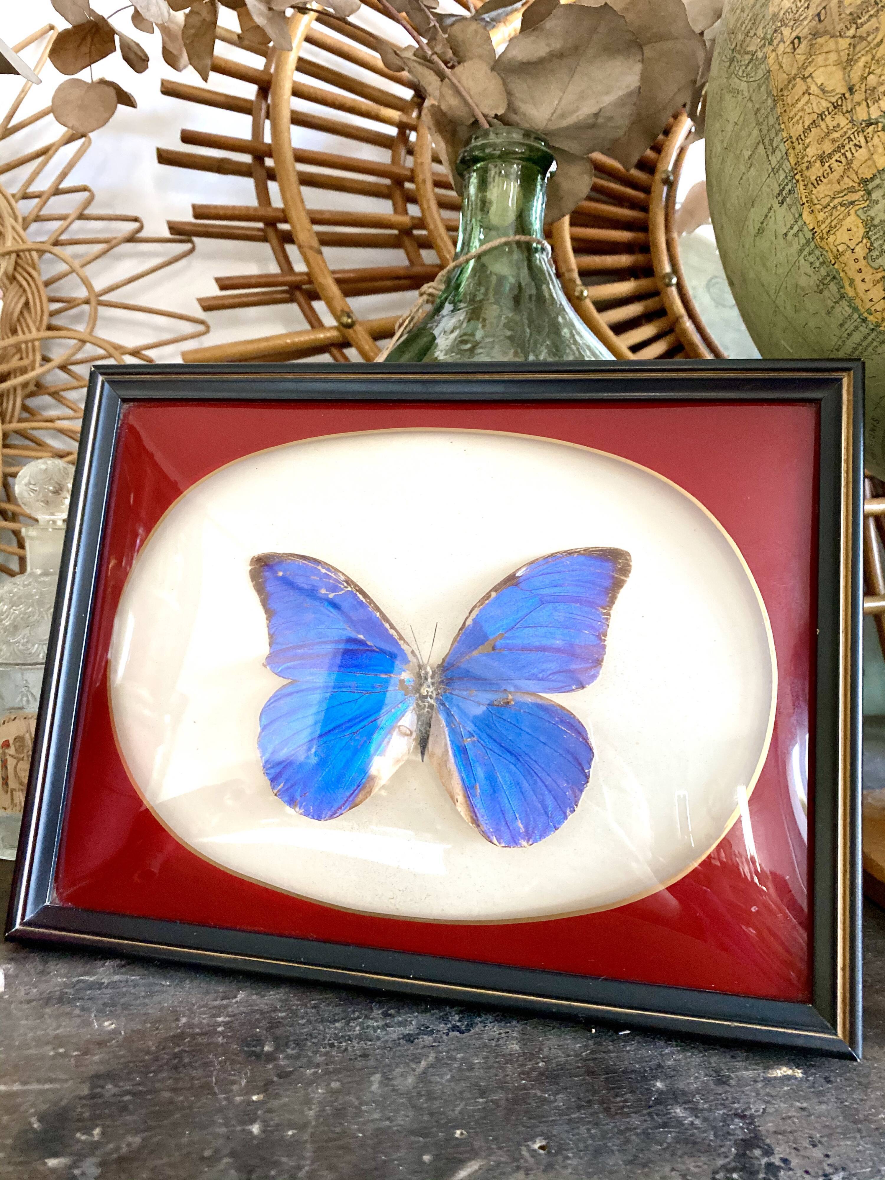 Naturalized butterfly frame