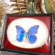 Naturalized butterfly frame