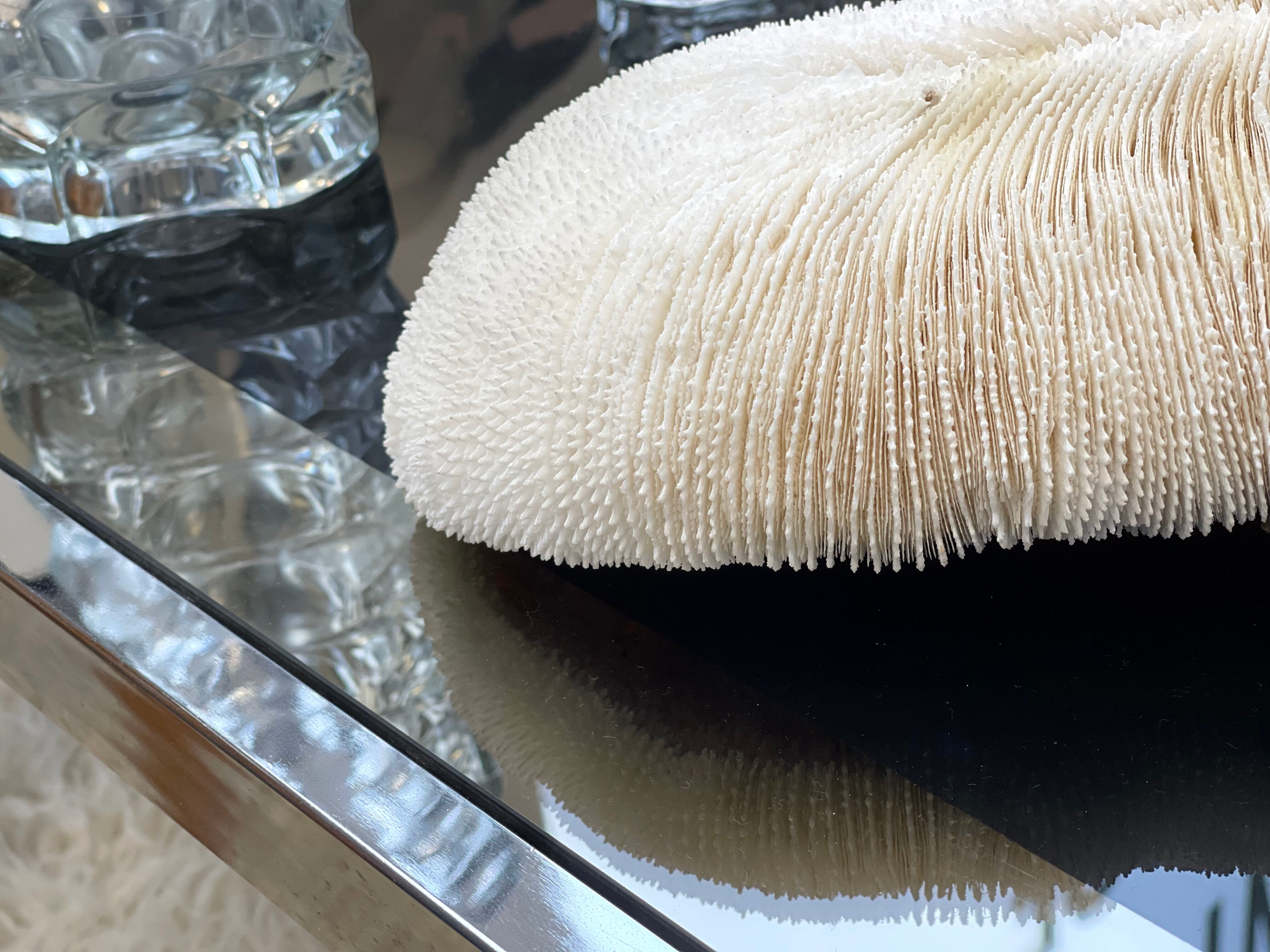 Ancient coral fungia