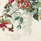 Poster about the Ruby-throated Hummingbird, based on an old engraving from 1827.