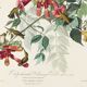 Affiche sur le Colibri à gorge rubis, d’après une gravure ancienne de 1827.