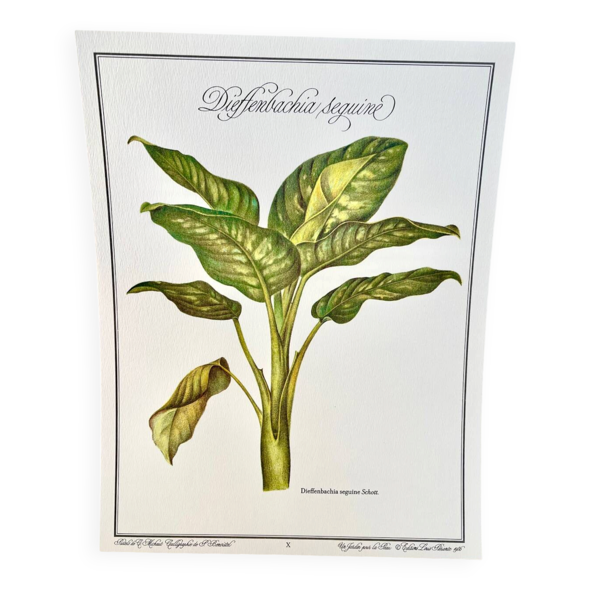 Botanical plate – Dieffenbachia seguine – Louis Pariente, 1986