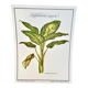 Botanical plate – Dieffenbachia seguine – Louis Pariente, 1986