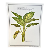Botanical plate – Dieffenbachia seguine – Louis Pariente, 1986