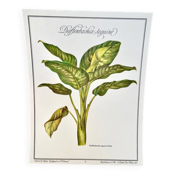 Botanical plate – Dieffenbachia seguine – Louis Pariente, 1986
