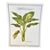 Botanical plate – Dieffenbachia seguine – Louis Pariente, 1986