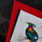Lithographie couleur, Gallinacés, J.C. Fournier