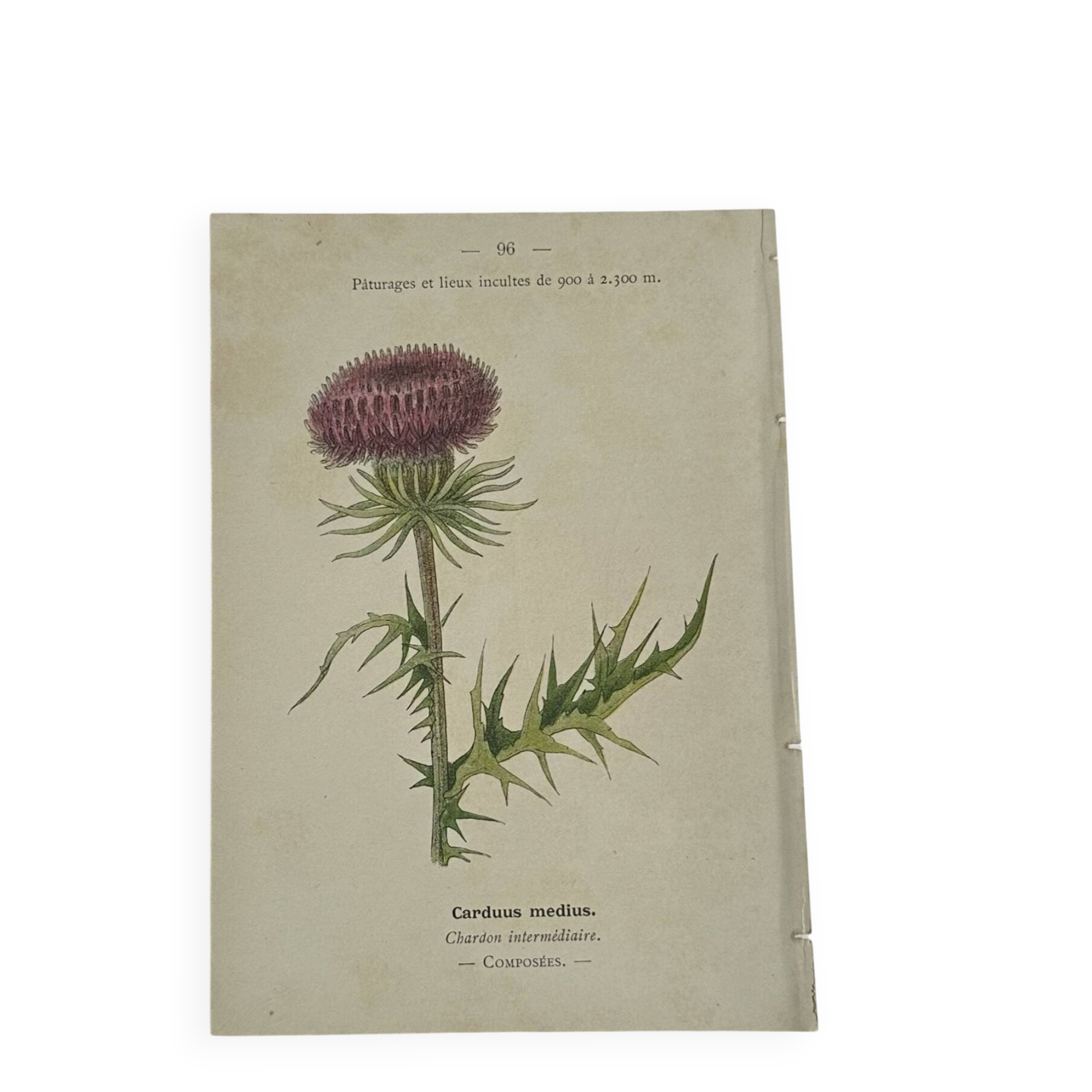 Old Botanical Engravings 19th Century – Naturalist Lithographs Flowers
