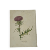 Gravure Botanique Ancienne XIXe – Lithographies Naturalistes  Fleurs