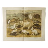 Antique print - Fauna and animals of the Arctic - Original poster from 1909