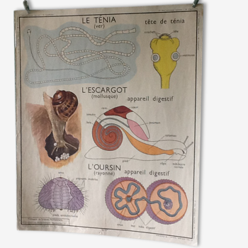 Affiche pédagogique vintage - le ténia, l'escargot, l'oursin / classification des mamiféres