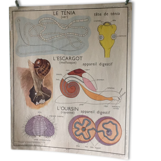Affiche pédagogique vintage - le ténia, l'escargot, l'oursin / classification des mamiféres